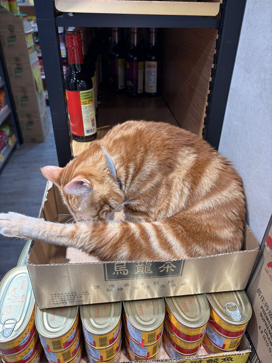 喵倫MeowRon tweet media