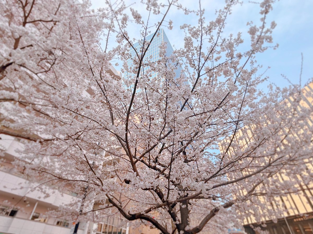 MILHAE.ナナツユキコ tweet media