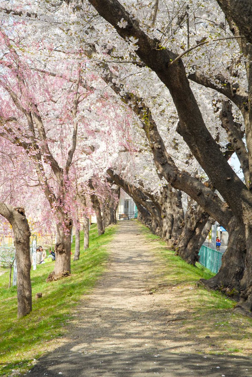 みやせん(宮城仙台の豆知識bot) tweet media