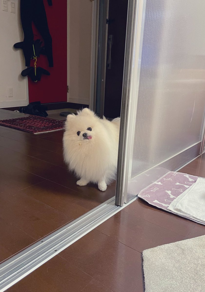 ぽめくらし🐾(3匹) tweet media