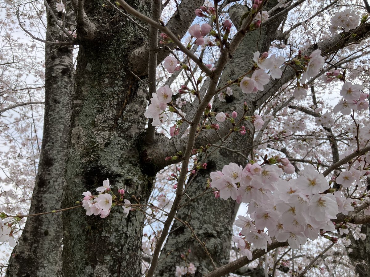 鴨つけ汁蕎麦 tweet media