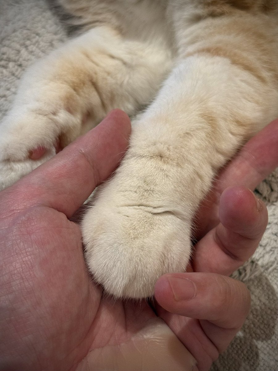 みすじ tweet media