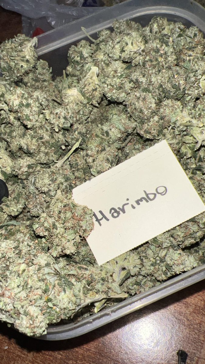reidoice's tweet photo. 🍁 Harimbo ou Harybo é conhecida por seu perfil doce e frutado, com notas predominantes de frutas vermelhas, cereja e um leve toque de especiarias

✅ Híbrida, com cerca de 50% Sativa e 50% Indica

🍃 Oferece um efeito equilibrado e relaxante, uma sensação de bem-estar e leveza. https://t.co/Iu3EokdfbL