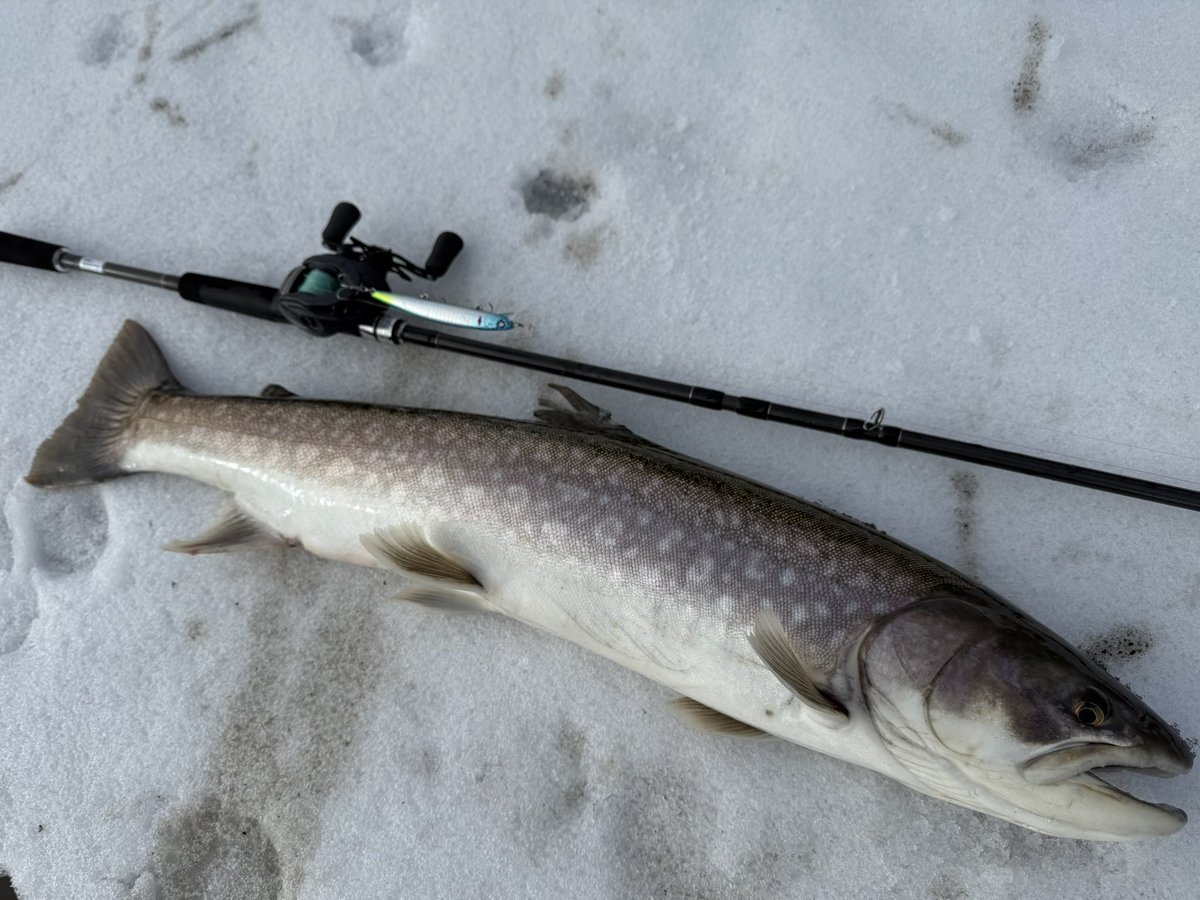 山本　斐琉 tweet media