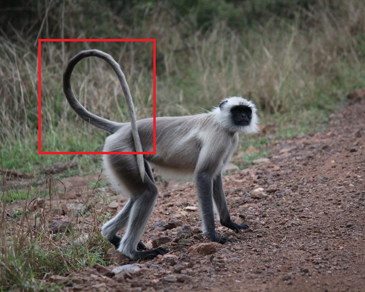 Himanshutyg_ifs's tweet photo. Hanuman langurs north of the Tapti and Godavari generally have a forward-looped tail (left), while those to the south generally have a backwards-looped tail (right). Result of genetic drift and allopatric speciation.

Did you know this? https://t.co/h0ukJENVmt