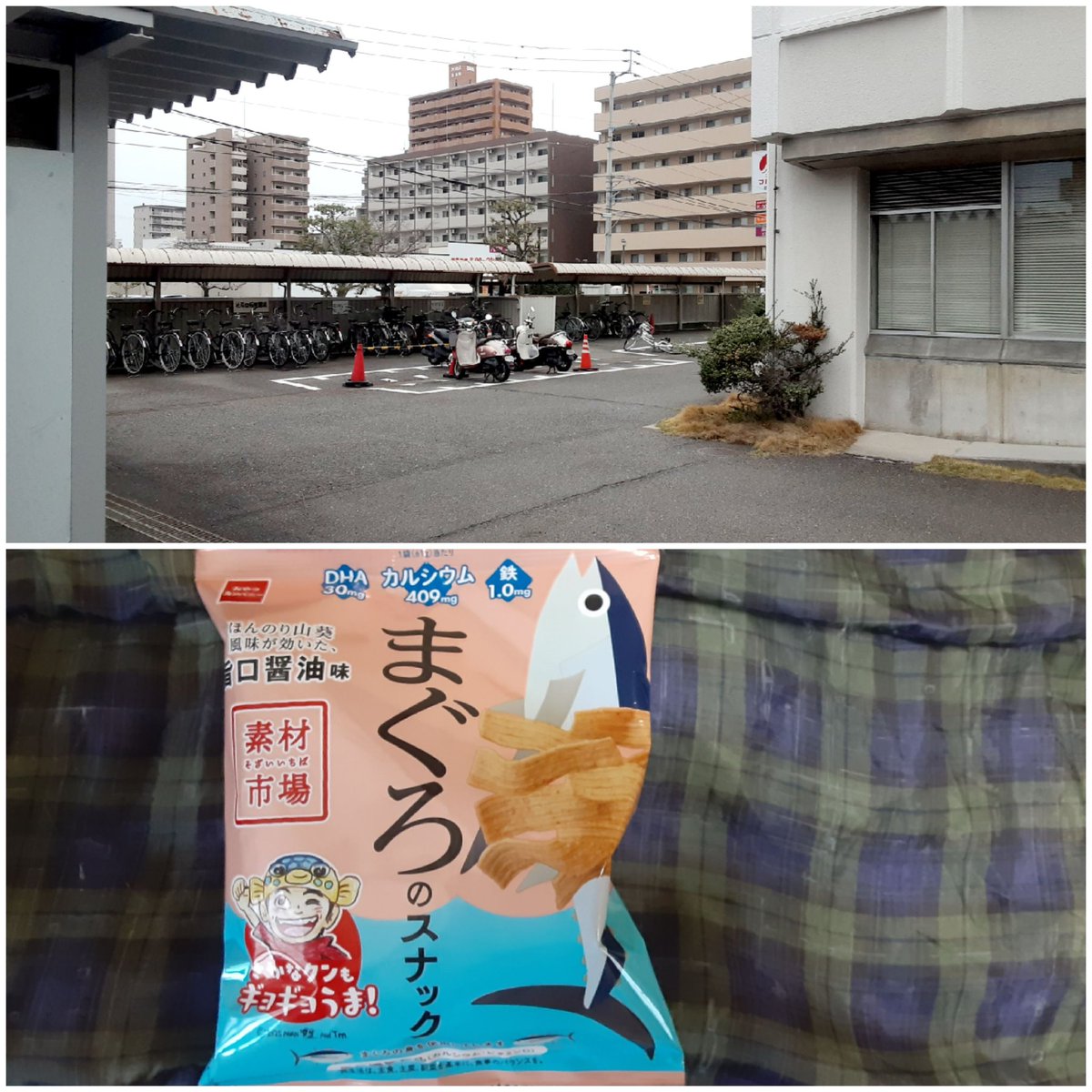 にゃんこ先生 tweet media