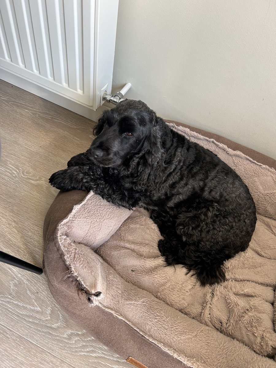 Daisy 🇮🇪 🐕‍🦺 & Alfie 🌈 🐕🥰 tweet media