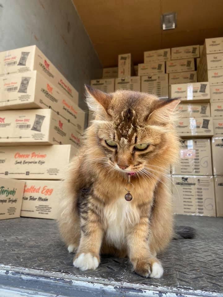 Kucing Terbuang tweet media