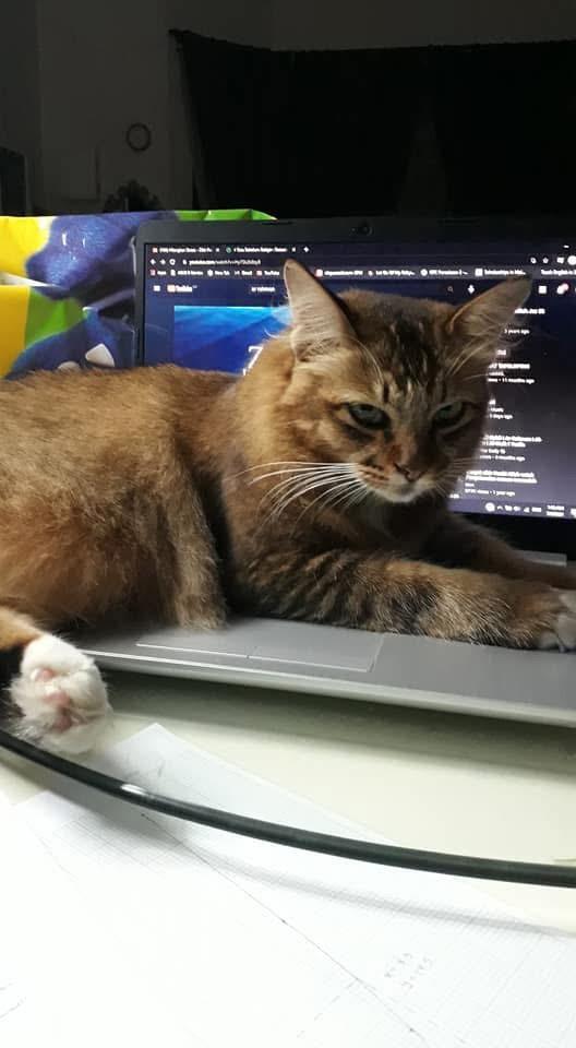 Kucing Terbuang tweet media