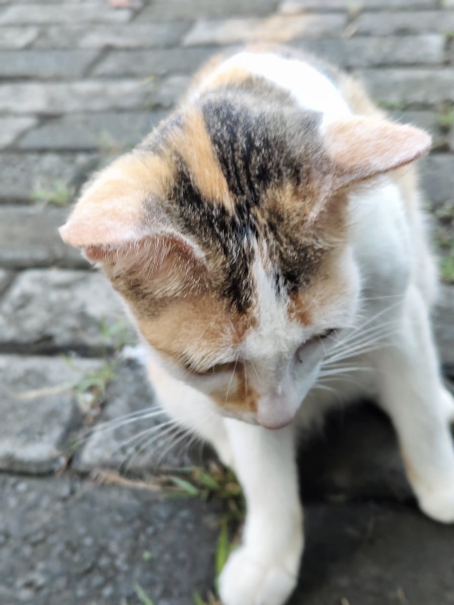 Reff King 🍁 tweet media