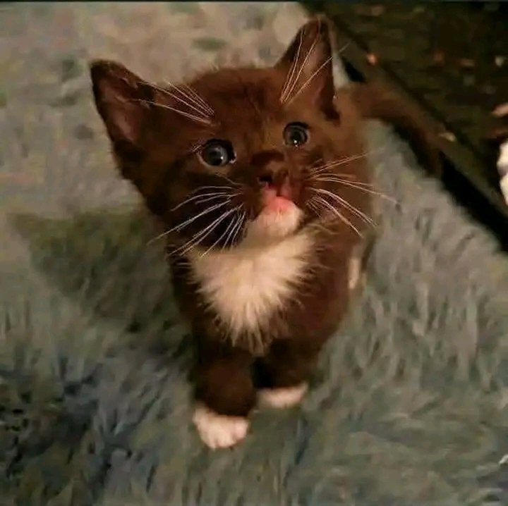 Jacob Shukuru tweet media