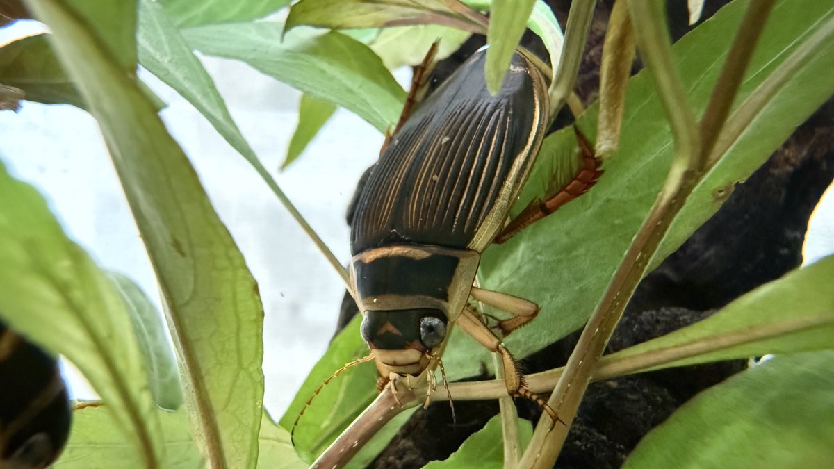 ナミウモ tweet media