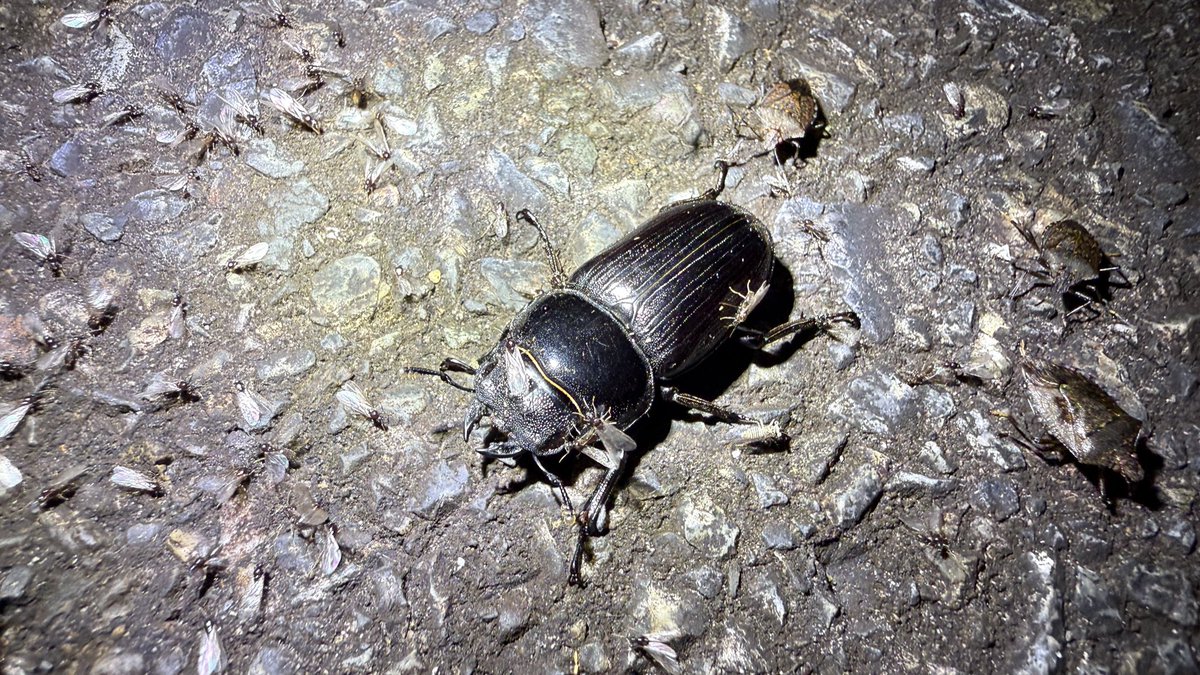 ナミウモ tweet media