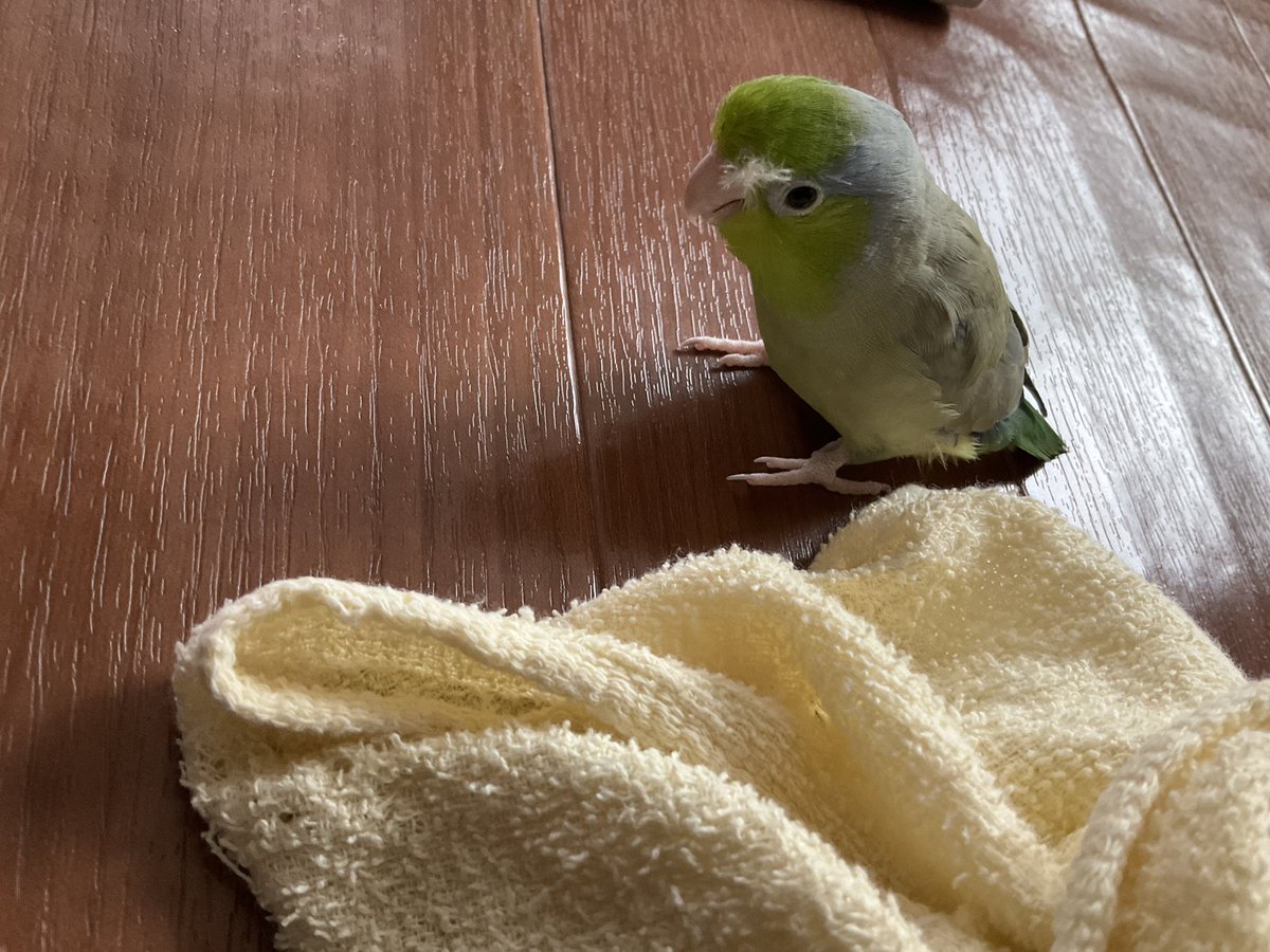 豆助母 tweet media