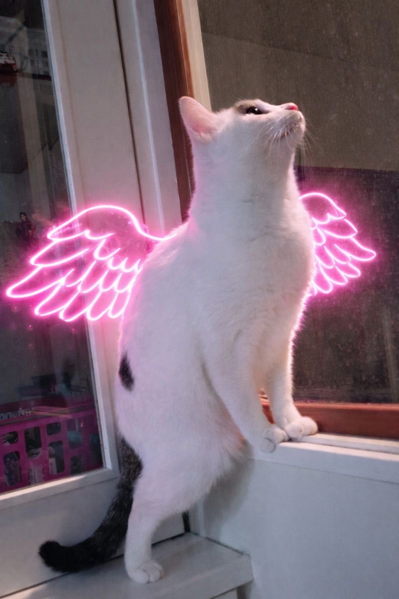 猫の半力さんと全欲ちゃんと事務員ぽーさん tweet media