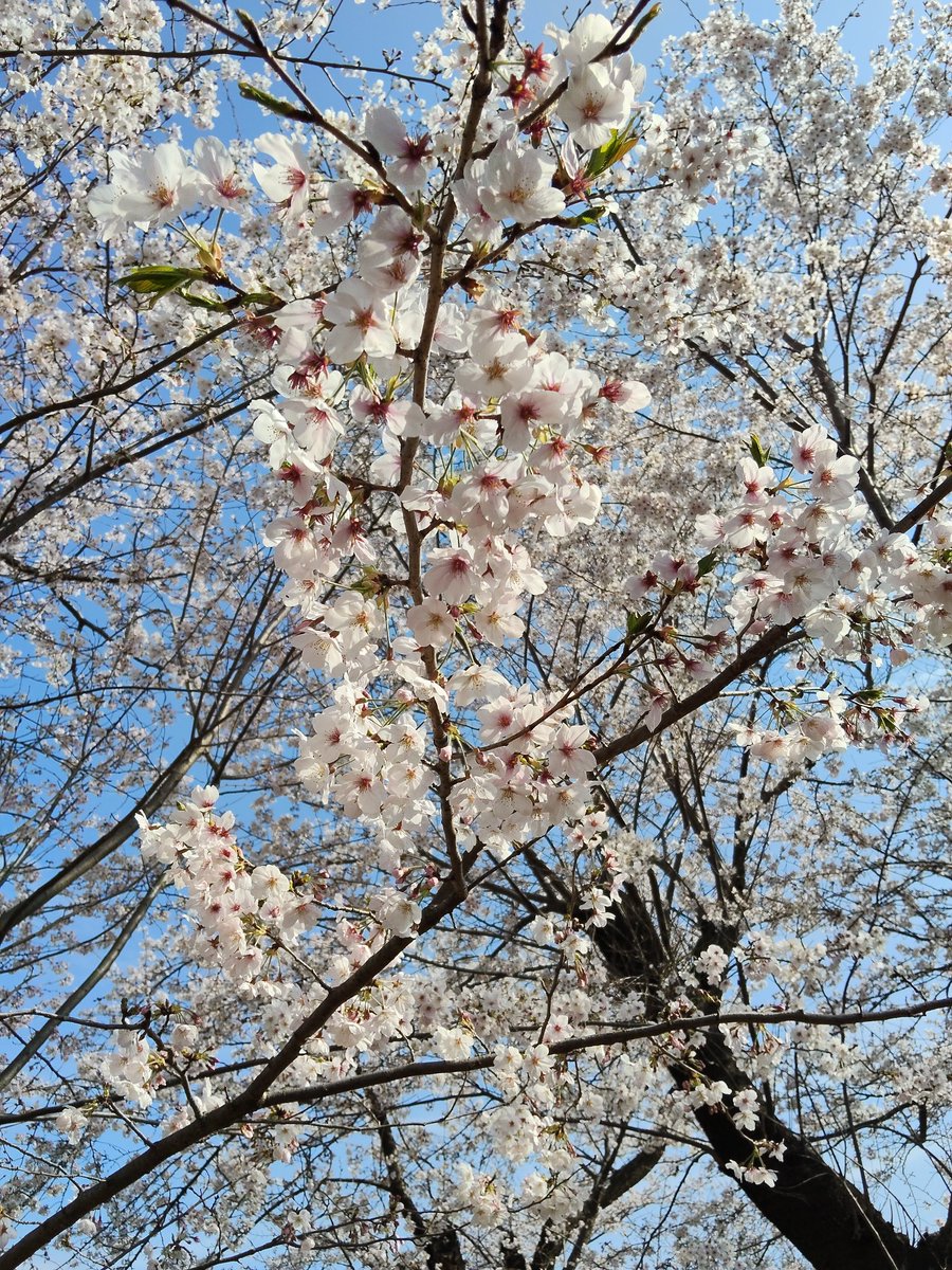 くのちん tweet media