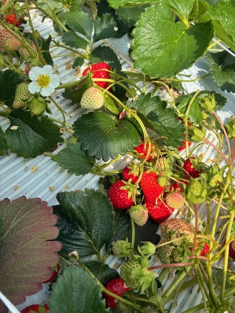 FHG HOTELS tweet media