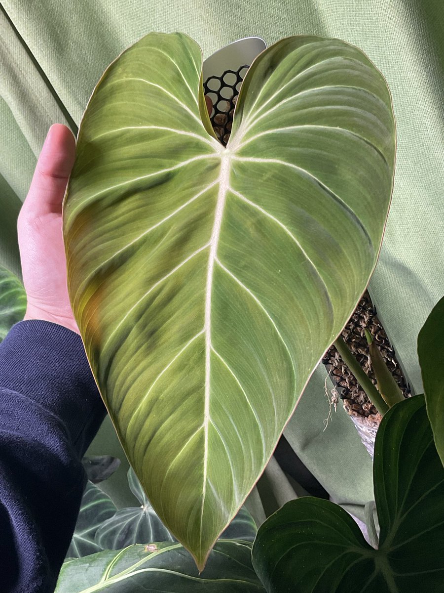 まさお【根腐れのプロ】 tweet media