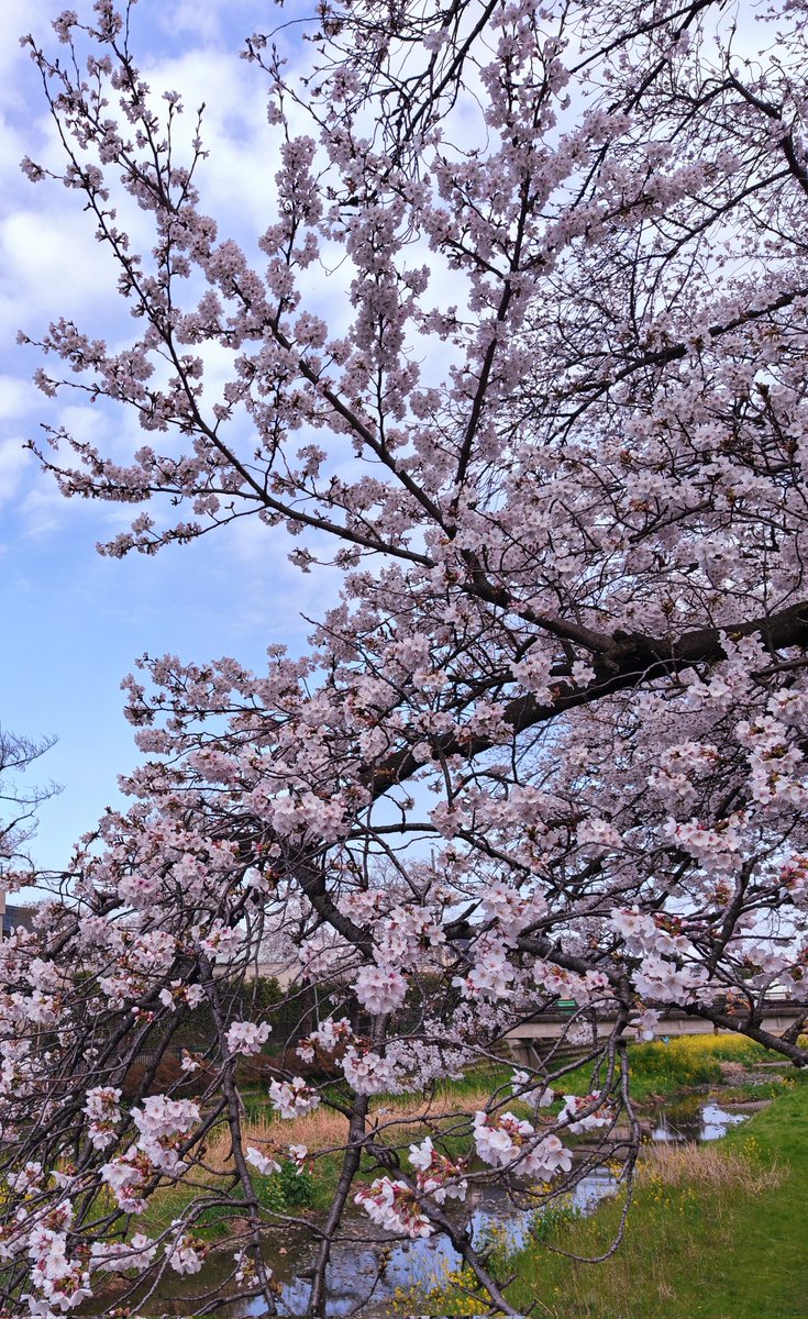 MEMI🎙️🍍🎆🌻🧡 tweet media