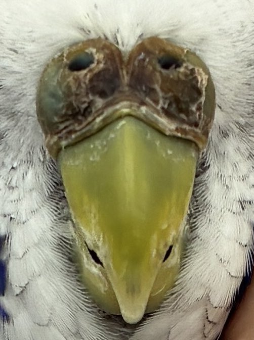 永嶋 惇平@とくしま鳥の病院 tweet media