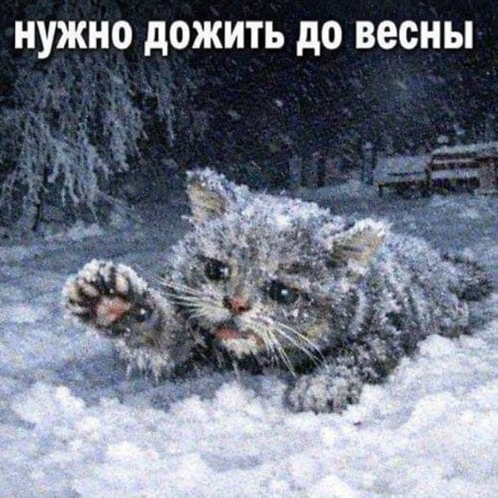 Варежка 🐁 tweet media