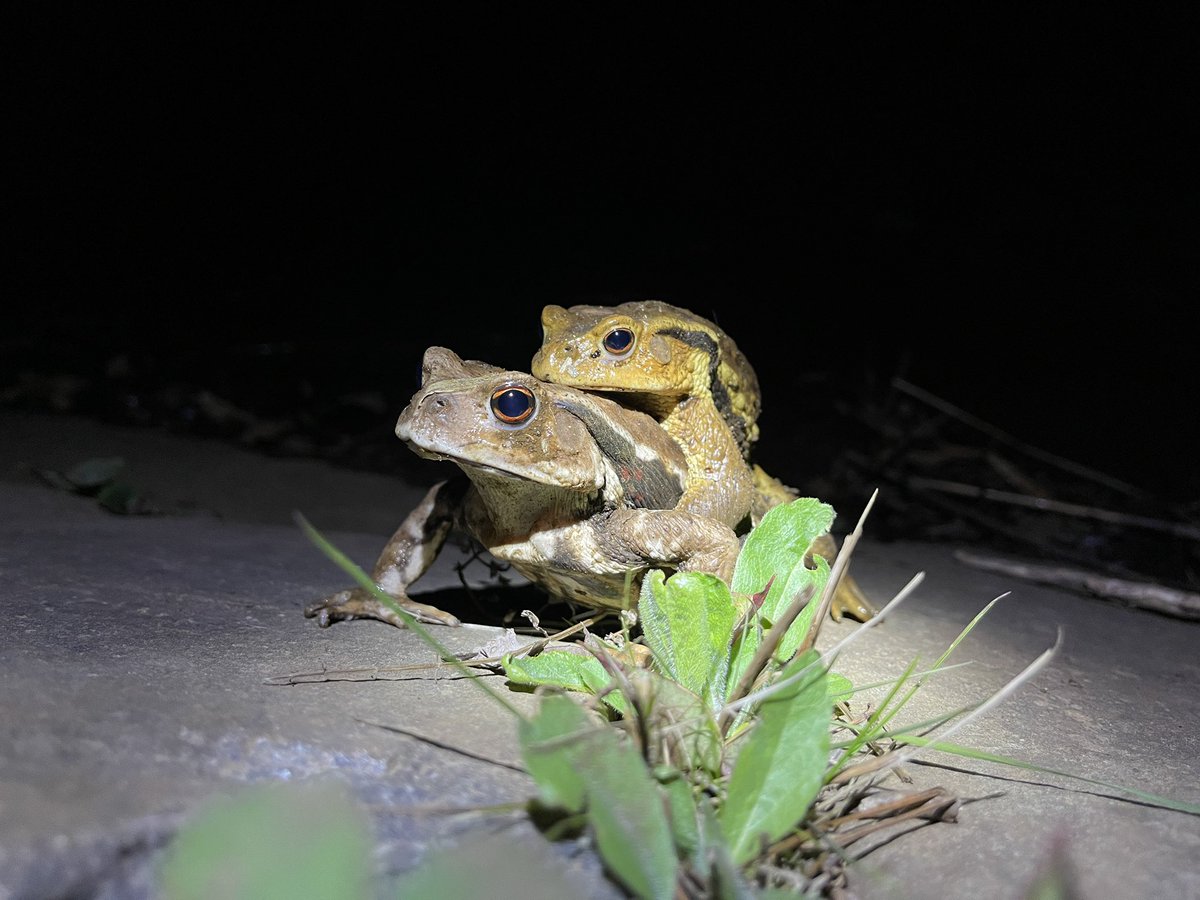 入江聖奈 tweet media