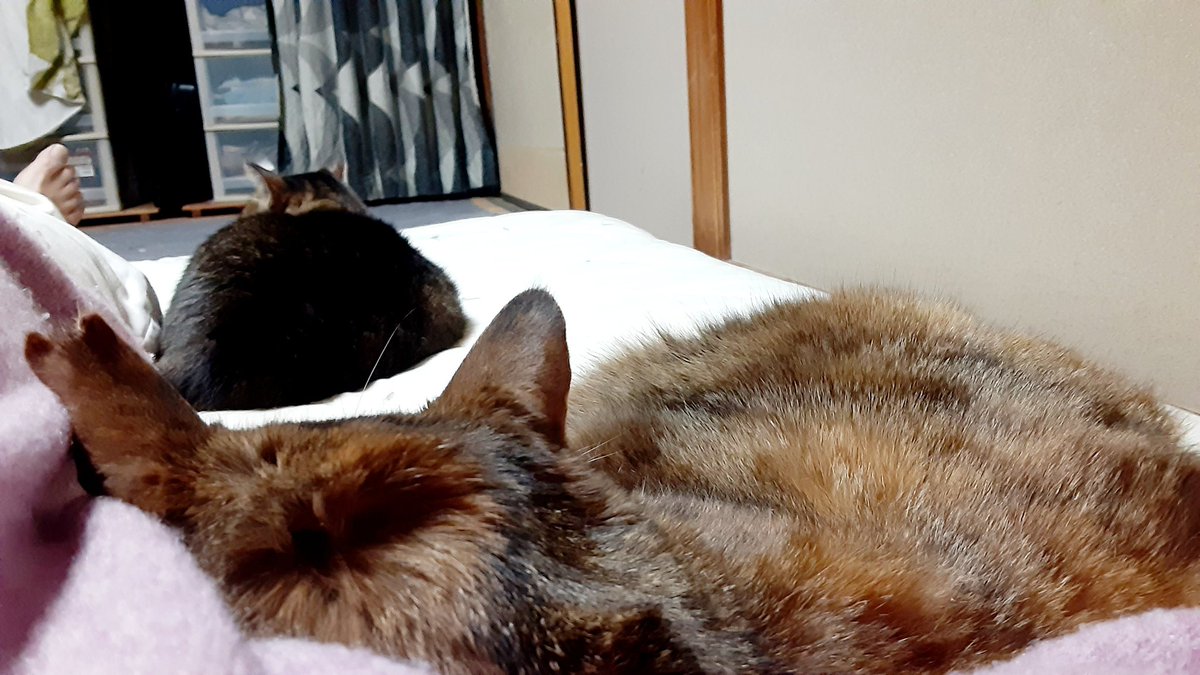 にゃんこ先生 tweet media