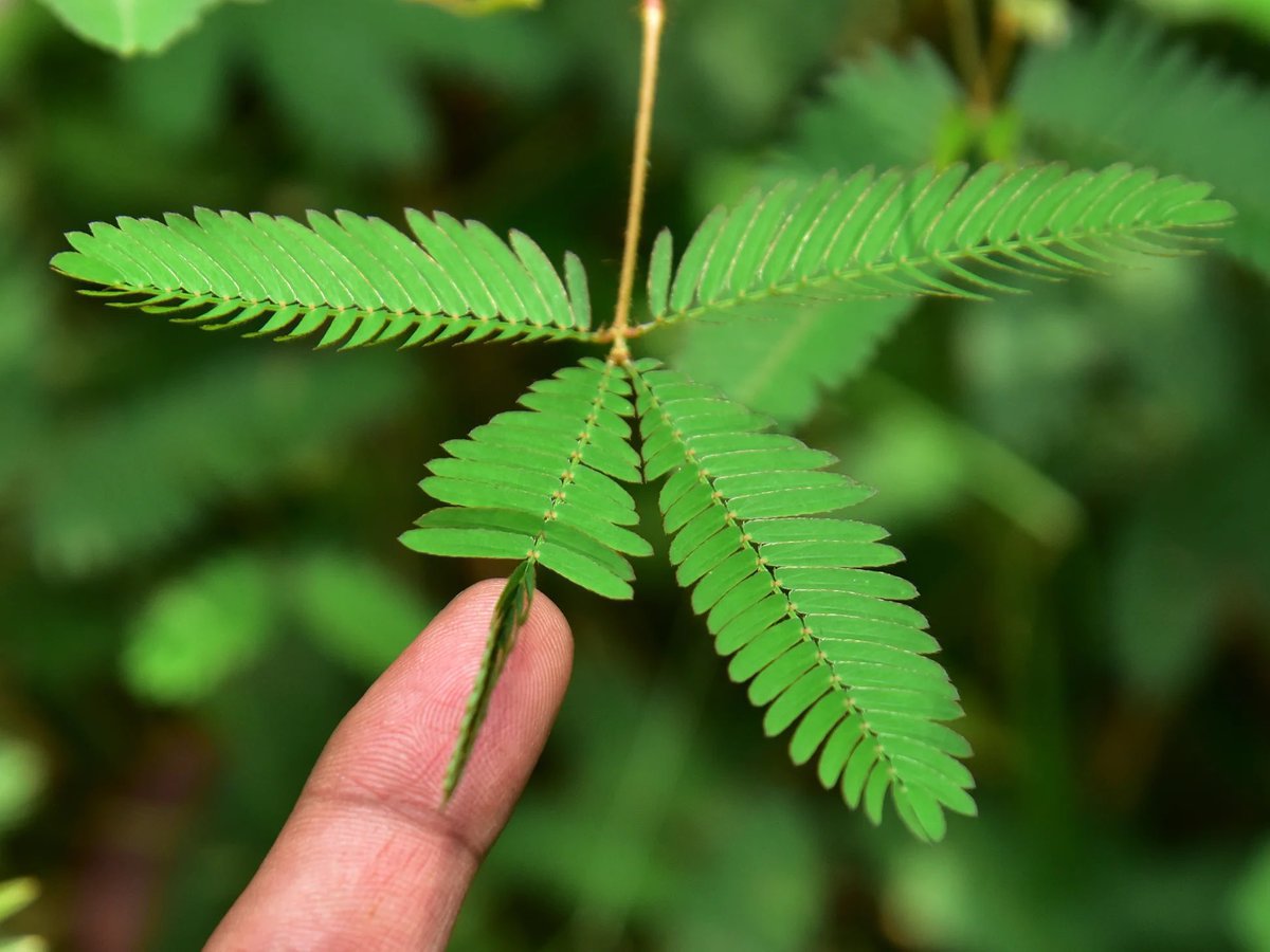 HerbalistChief's tweet photo. This sensitive plant is one of the best plants for people battling with depression. 

Boil two tablespoons of dried powdered plant for 15mins. Drink a teacup twice daily.

Nature heals. https://t.co/1be1V9z7Uz