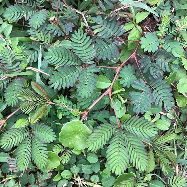HerbalistChief's tweet photo. This sensitive plant is one of the best plants for people battling with depression. 

Boil two tablespoons of dried powdered plant for 15mins. Drink a teacup twice daily.

Nature heals. https://t.co/1be1V9z7Uz
