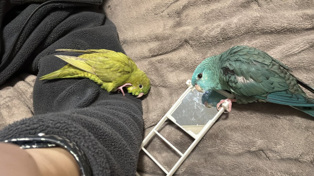 Fū / ふう tweet media