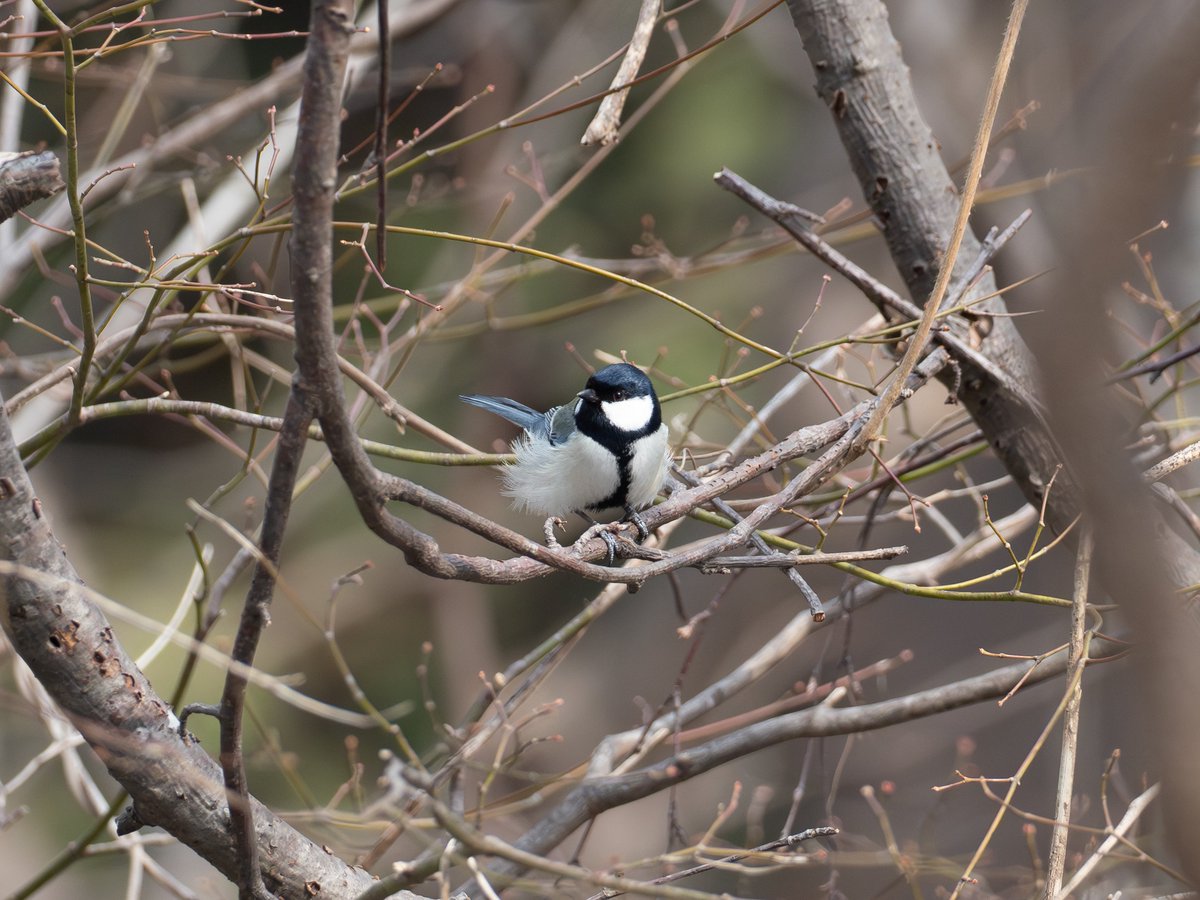 いまいごう@スズメ写真家 tweet media