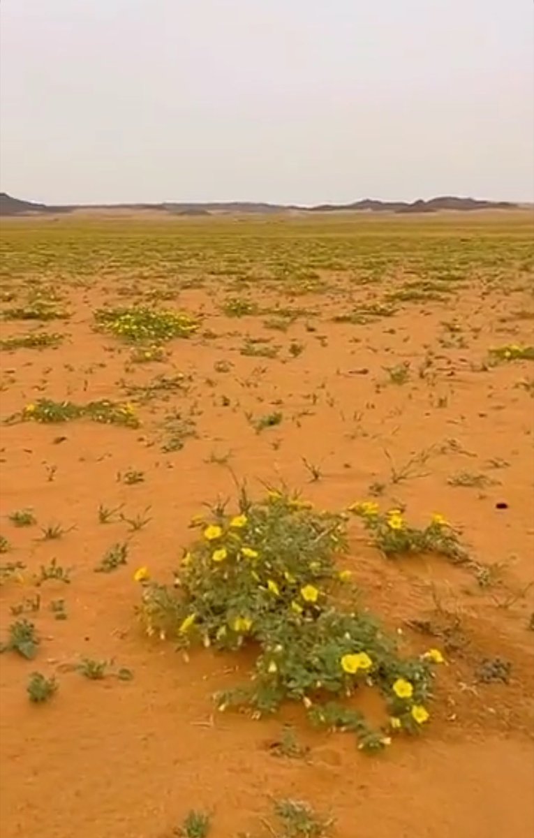 ريــم نـجد 👑 tweet media