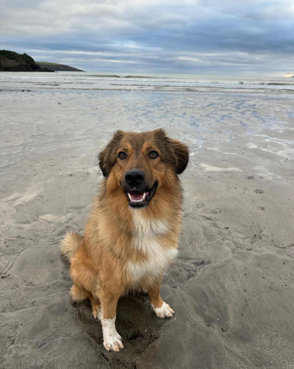 Animal Adoptions UK 🐕🦺🐈🐎❤️ tweet media