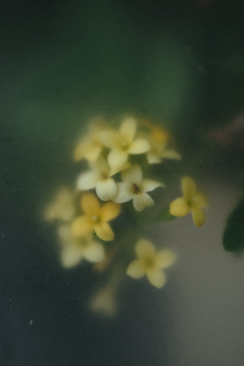 BUG （バグ） tweet media