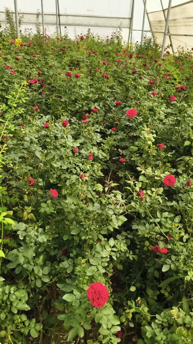 Surajpur tweet media