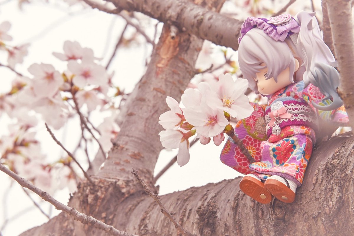 kijang_81(キジャン)@nextイドル大阪、セカイシンフォ、ミクシンフォ札幌 tweet media