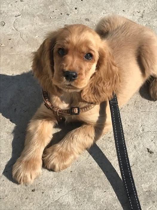 Nimra Shahzadi ❣️ tweet media