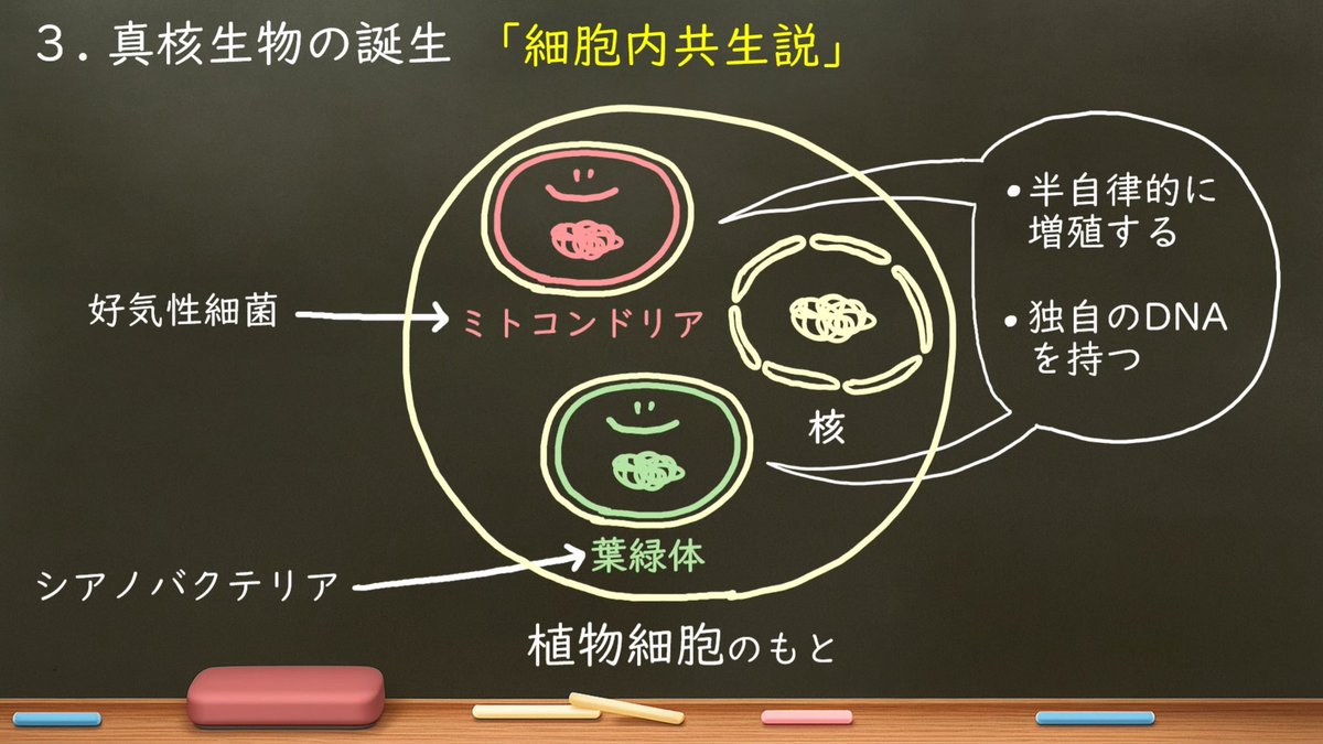 ouchiseibutsu's tweet photo. ／
新しい動画
アップしました！！！！！
＼

「72. 生命の誕生② 細胞の進化」

今回はイラストがわれながら可愛いです。
ぜひ見てな〜😌

動画はこちら↓
https://t.co/GPizQBFoMW https://t.co/bKGaSSWby2