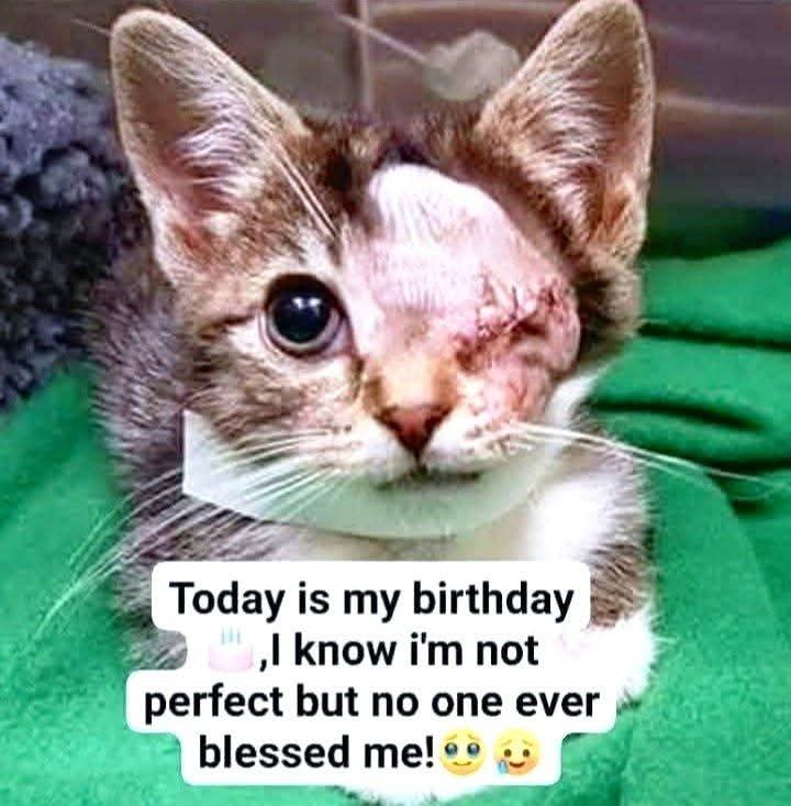 Nimra Shahzadi ❣️ tweet media