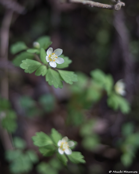 植物が好きな登山ガイド tweet media