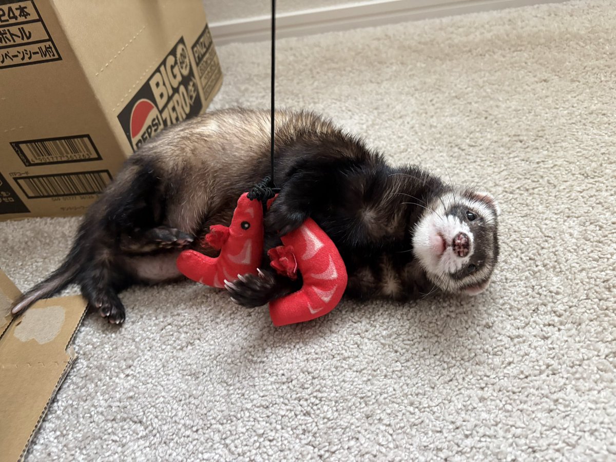 ROSE（ろぜ） tweet media