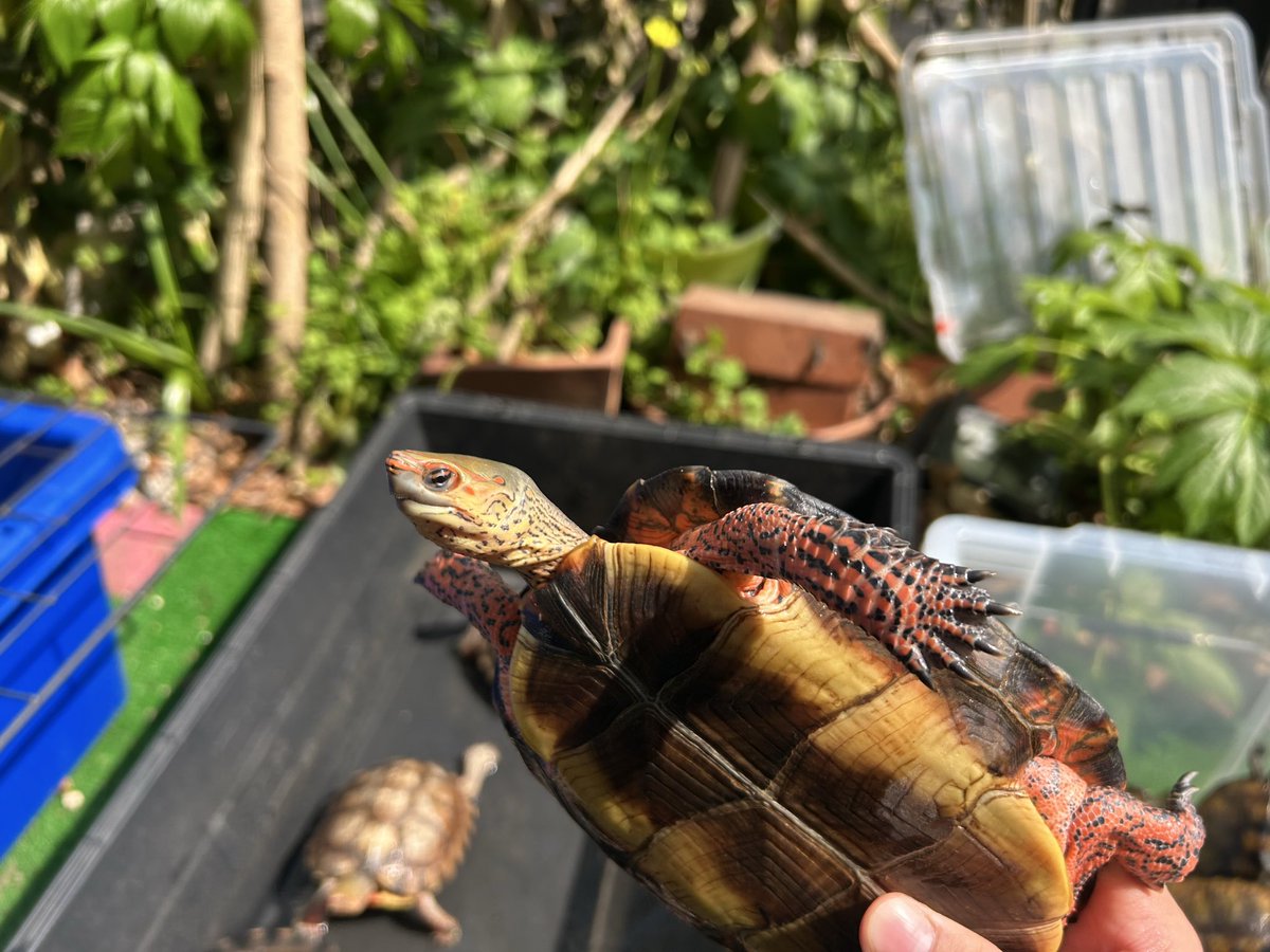 野生人 tweet media