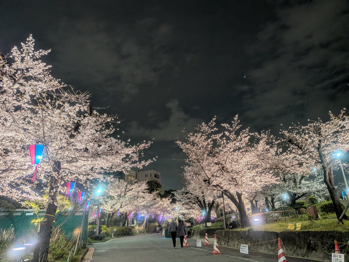 ﾍﾙﾆｱ tweet media