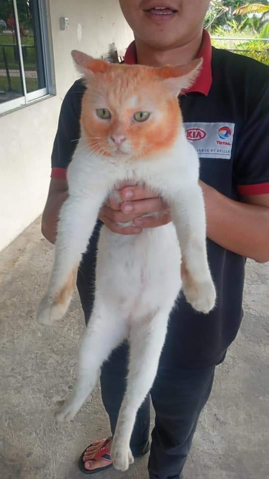TheCatsX tweet picture