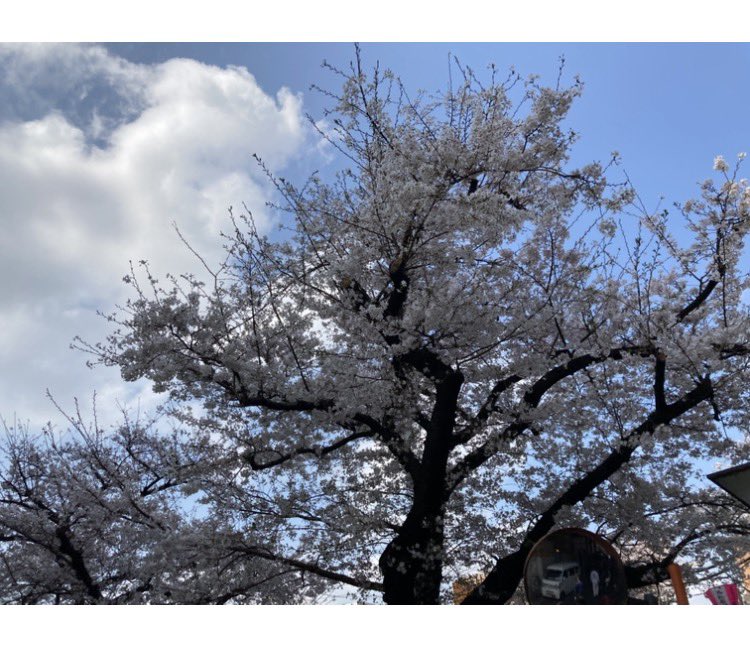 a01A0l's tweet photo. 目黒川の桜は満開だからか中目黒は平日なのに人が多かった‥(T ^ T)
今週の昼間にMAZZELのぼんぼりとラルクのぼんぼり見に行かねば！！

#目黒川
#中目黒
#桜の開花状況 https://t.co/5nwh9PagYt
