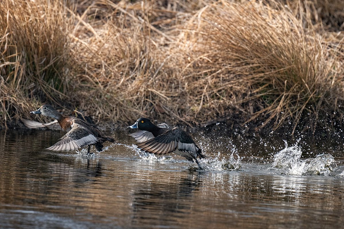 Henry Hintermeister tweet media