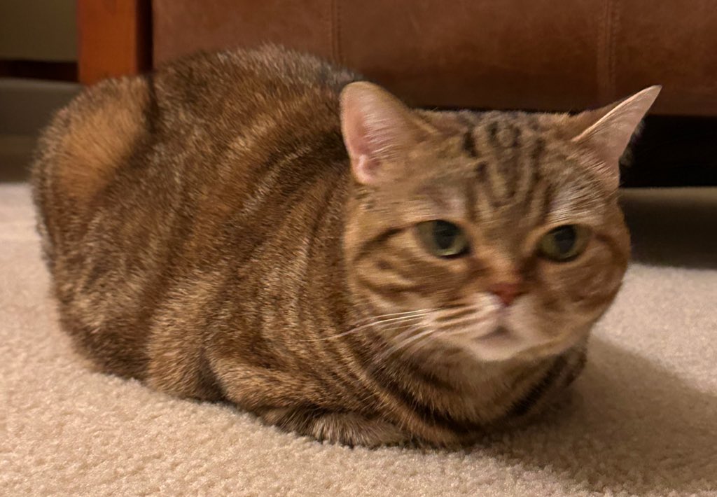 Jean Marchetti tweet media