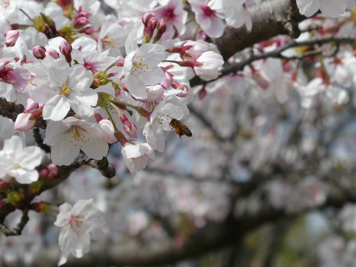 尾州みっちー🎨 tweet media