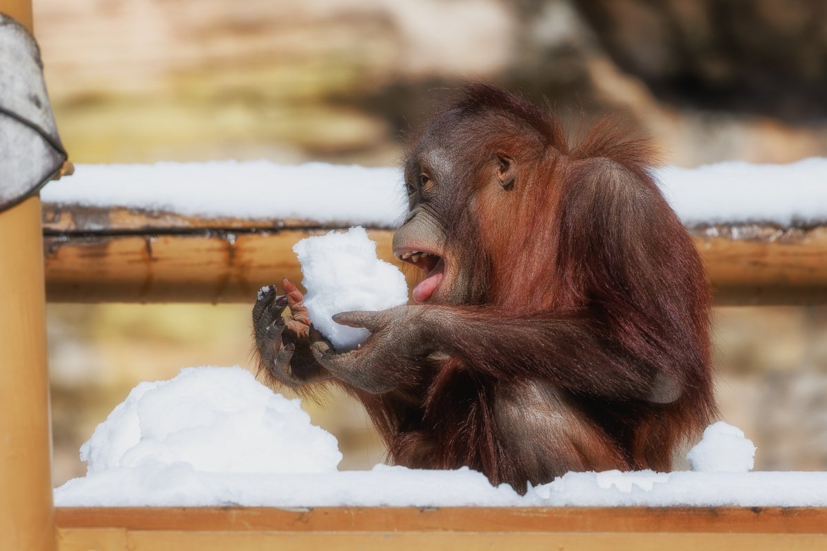 綿千代呂木 tweet media