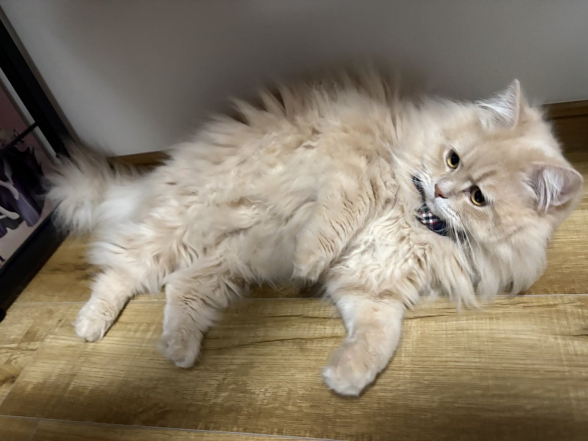 ウサまろ@まったりデュエリスト tweet media